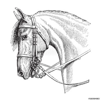 Bild på Horse head  vintage illustration